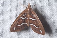 Chaetolopha niphosticha