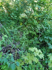 Bromus benekenii