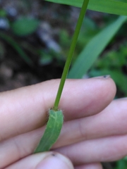 Bromus benekenii
