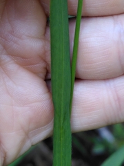 Bromus benekenii