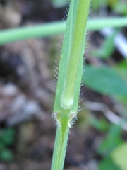 Bromus benekenii