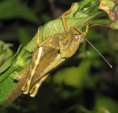 Abisares viridipennis