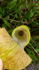 Sarracenia jonesii
