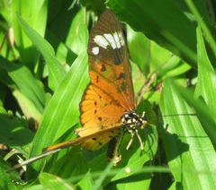 Acraea encedon encedon
