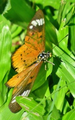 Acraea encedon encedon