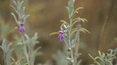 Stachys linearis