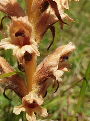 Orobanche teucrii