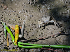 Parasesarma
