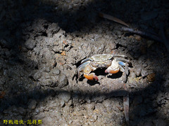 Parasesarma