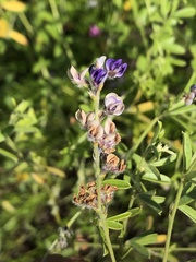 Pediomelum digitatum