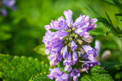 Nepeta subsessilis