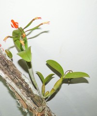 Guarianthe aurantiaca