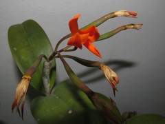 Guarianthe aurantiaca