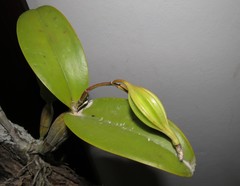 Guarianthe aurantiaca