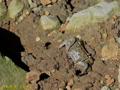 Parasesarma