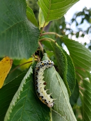 Cimbex quadrimaculatus