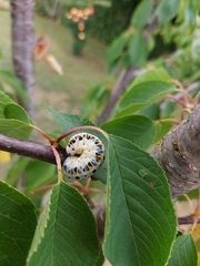 Cimbex quadrimaculatus