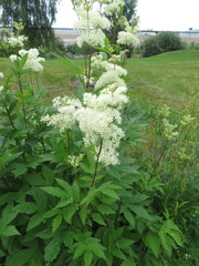 Filipendula ulmaria