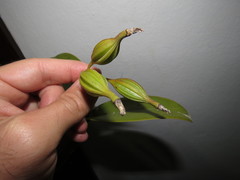 Guarianthe aurantiaca