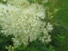 Filipendula ulmaria