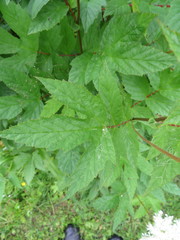 Filipendula ulmaria