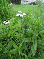 Achillea millefolium