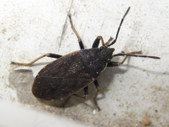 Pyrrhocoris