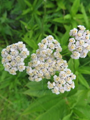 Achillea millefolium