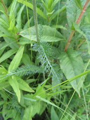 Achillea millefolium