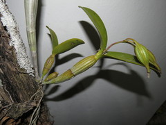 Guarianthe aurantiaca