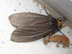 Macrobrochis staudingeri