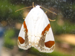 Sphragifera biplagiata