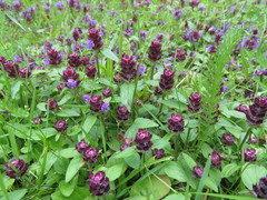 Prunella vulgaris