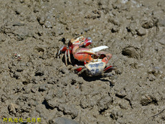Tubuca arcuata image