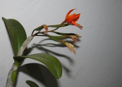 Guarianthe aurantiaca