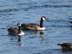 Branta canadensis