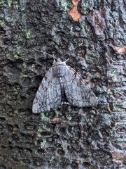 Catocala agrippina