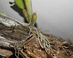 Guarianthe aurantiaca