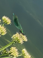 Calopteryx splendens