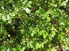 Vaccinium myrtillus