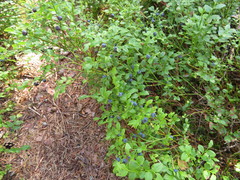 Vaccinium myrtillus