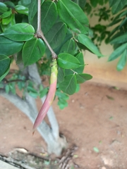 Brownea grandiceps