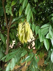 Brownea grandiceps