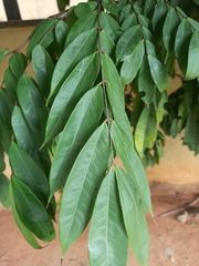 Brownea grandiceps