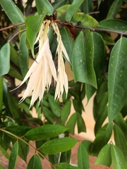 Brownea grandiceps