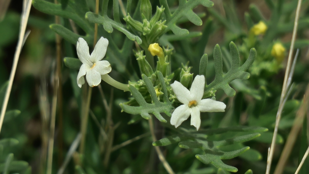 Duranta