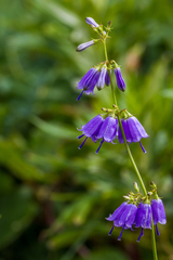 Adenophora triphylla