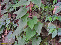 Dioscorea collettii