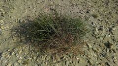 Elymus farctus