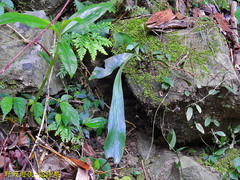 Antrophyum formosanum